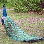cute peacock picture