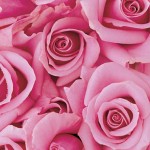 pink rose wallpaper