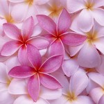 pink flower background picture