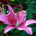 pink flower background wallpaper