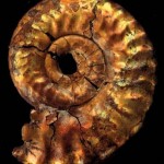 rapid fossils ammonite wallpaper