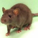 brown rat picture