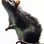 rat free picture