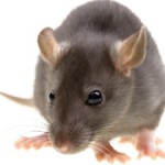 danger rat picture