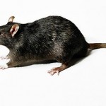 animal rat picture