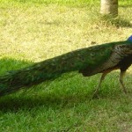 grass on peacock picture