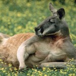 australia kangaroo picture