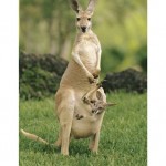 skin kangaroo picture