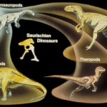saurischdinos image of dinosaurs picture