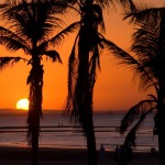 sunset palm tree picture