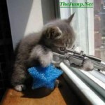 sniper cat picture