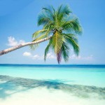 some beach coconut tree picture