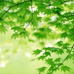 green leave background picture