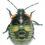 green bug picture