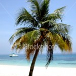 stock photo coconut tree picture