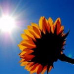 sun flower picture