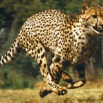 free cheetah picture