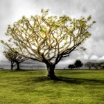light tree picture