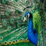great peacock picture