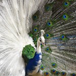 white peacock picture