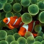 wallpaper clown fish picture