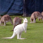 nice kangaroo picture