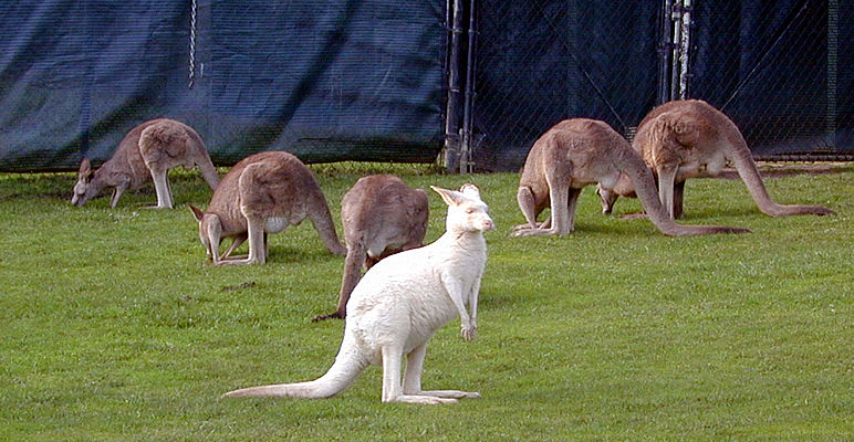 nice kangaroo picture