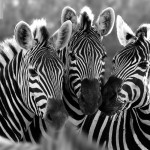 three zebras picture