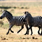 zebra desktop background