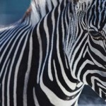 nice zebra picture