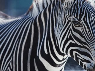 nice zebra picture