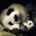 giant picture of panda