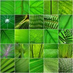 amazing green leaves picture