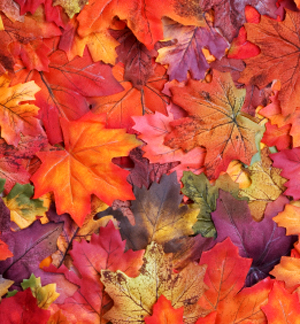 top autumn leaves picture