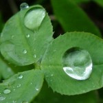 big rain drops on green leaves picture