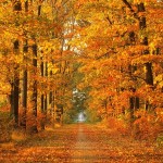free autumn wallpaper