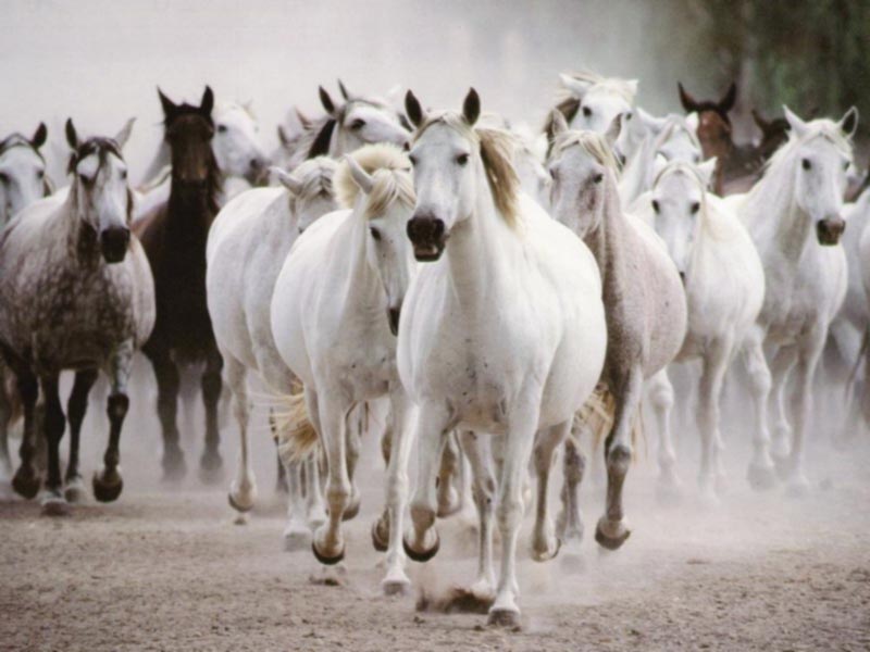 white photos of horses picture
