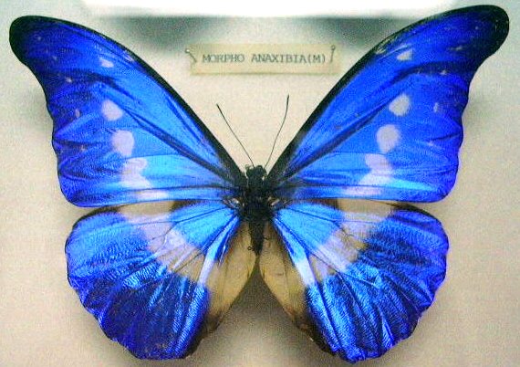 blue butterfly picture