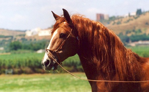 big photos of horses picture