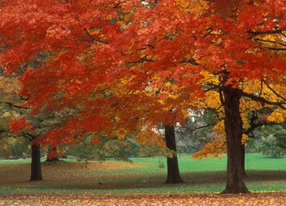 amazing autumn leaves picture
