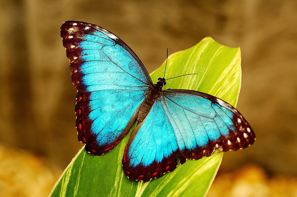 fantastic butterfly picture
