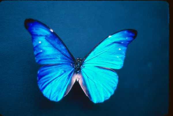 nice butterfly picture
