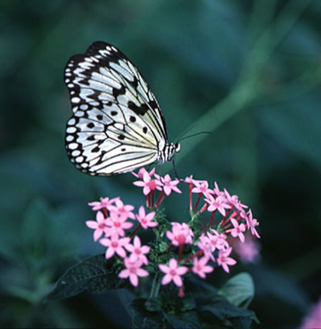 latest butterfly picture