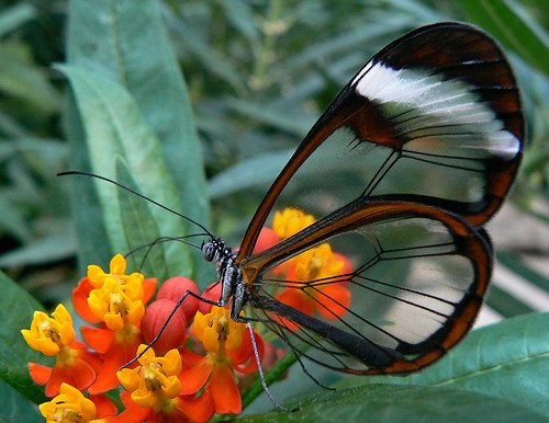 sweet butterfly picture