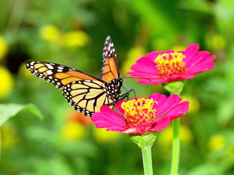 pink butterfly picture