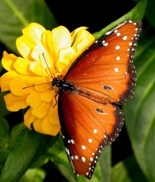 cute butterfly picture