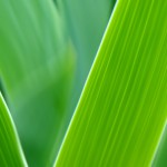 green leaves wallpaper