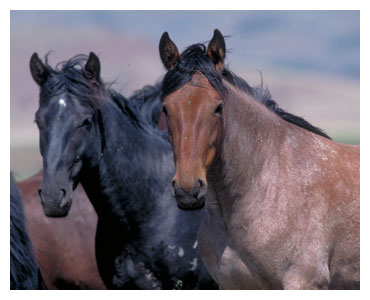 black photos of horses picture