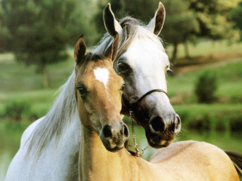 best photos of horses picture