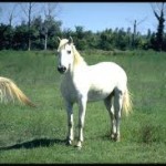 sweet picture of white horses